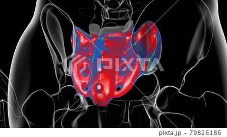 Human skeleton anatomy Sacral Bone 3D Rendering 79826186