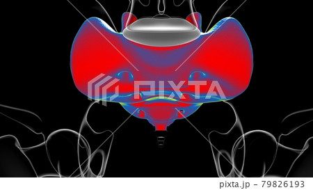 Human skeleton anatomy Sacral Bone 3D Rendering 79826193