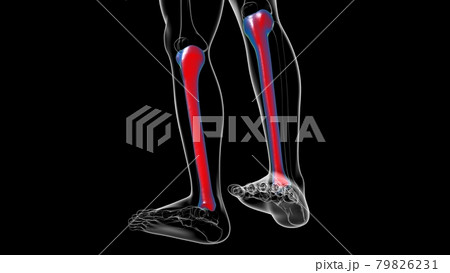 Human skeleton anatomy Tibia Bone 3D Rendering Human skeleton anatomy Tibia Bone 3D Rendering 79826231