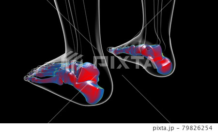 Human Skeleton Foot bones Anatomy For Medical Concept Human Skeleton Foot bones Anatomy For Medical Concept 79826254