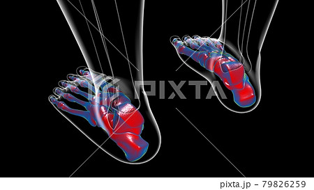 Human Skeleton Foot bones Anatomy For Medical Concept Human Skeleton Foot bones Anatomy For Medical Concept 79826259