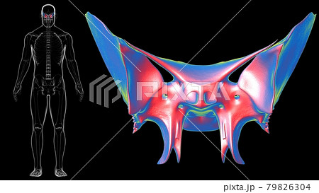 Human Skeleton Skull Sphenoid Bone Anatomy For Medical Concept 79826304