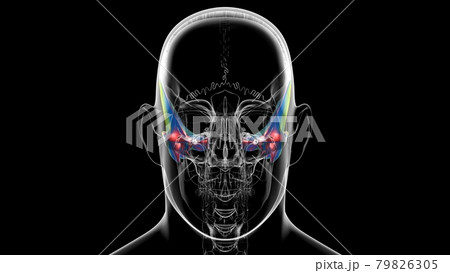 Human Skeleton Skull Temporal Bone Anatomy For Medical Concept 79826305
