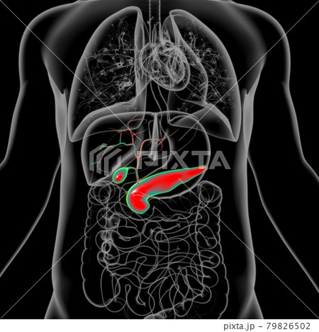 Gall Bladder Human Digestive System Anatomy 3D 79826502