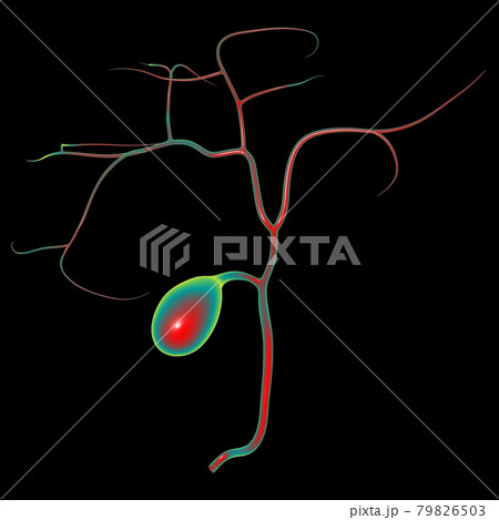 Gall Bladder Human Digestive System Anatomy 3D 79826503