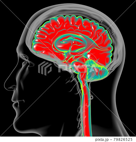 Human Brain Anatomy For Medical Concept 3D 79826525