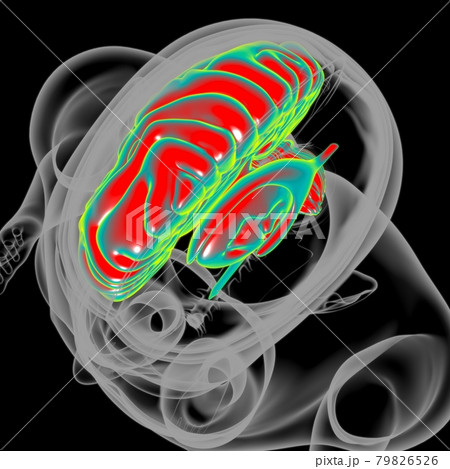 Human Brain Anatomy For Medical Concept 3D 79826526