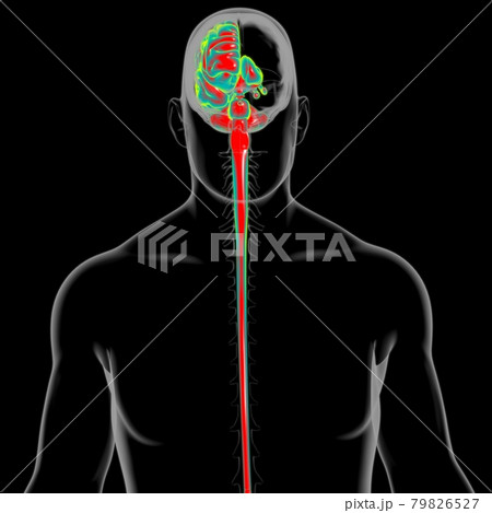 Human Brain Anatomy For Medical Concept 3D 79826527