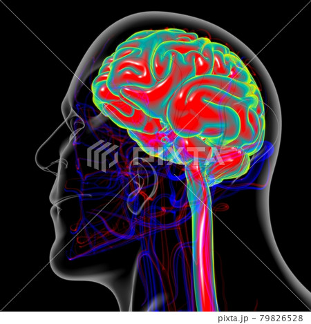 Human Brain Anatomy For Medical Concept 3D 79826528