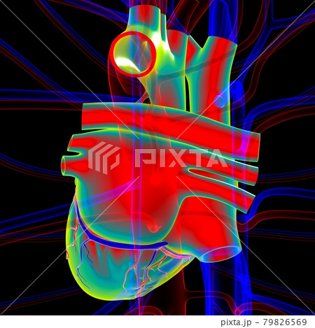 Human Heart Anatomy For Medical Concept 3D 79826569
