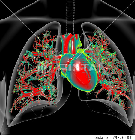 Lungs Human Respiratory System Anatomy For Medical Concept 3D Lungs Human Respiratory System Anatomy For Medical Concept 3D 79826581