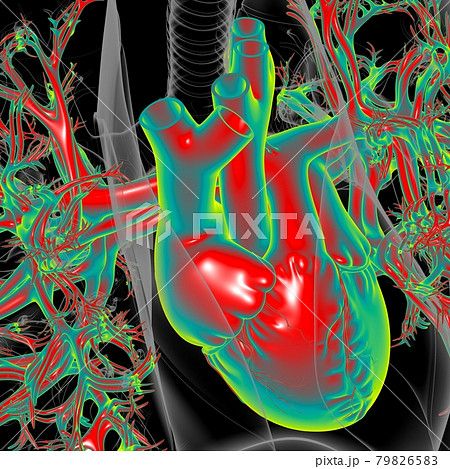 Lungs Human Respiratory System Anatomy For Medical Concept 3D Lungs Human Respiratory System Anatomy For Medical Concept 3D 79826583
