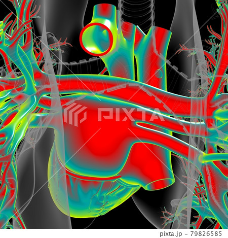Human Heart Anatomy For Medical Concept 3D 79826585