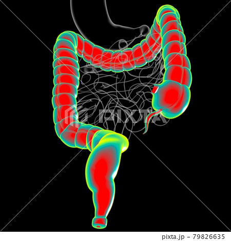 Large Intestine 3D Illustration Human Digestive System Anatomy 79826635