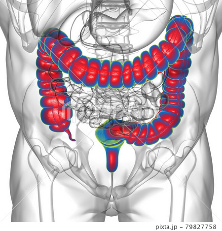 Large Intestine 3D Illustration Human Digestive System Anatomy Large Intestine 3D Illustration Human Digestive System Anatomy 79827758