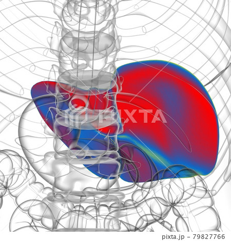 Liver 3D Illustration Human Digestive System Anatomy 79827766