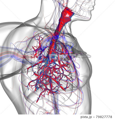 Lungs Human Respiratory System Anatomy For Medical Concept 3D Rendering Lungs Human Respiratory System Anatomy For Medical Concept 3D Rendering 79827778