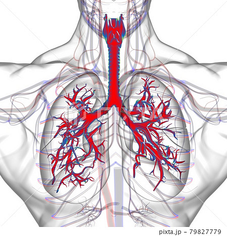 Lungs Human Respiratory System Anatomy For Medical Concept 3D Rendering Lungs Human Respiratory System Anatomy For Medical Concept 3D Rendering 79827779