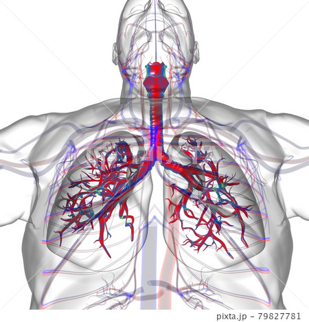 Lungs Human Respiratory System Anatomy For Medical Concept 3D Rendering 79827781