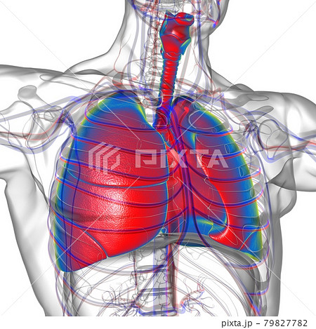 Lungs Human Respiratory System Anatomy For Medical Concept 3D Rendering 79827782
