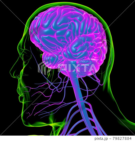 Human Brain Anatomy For Medical Concept 3D Rendering Human Brain Anatomy For Medical Concept 3D Rendering 79827884