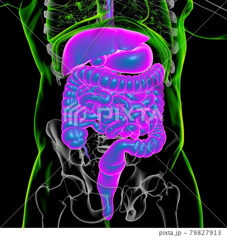 Human Digestive System Anatomy For Medical Concept 3D Rendering 79827913