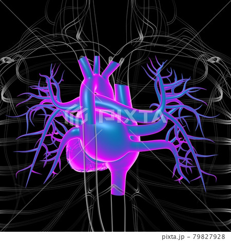 Human Heart Anatomy For Medical Concept 3D Rendering 79827928