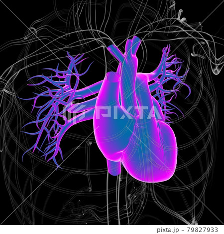 Human Heart Anatomy For Medical Concept 3D Rendering 79827933