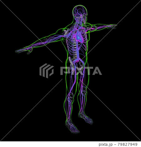 Human Heart With Circulatory System Anatomy For Medical Concept 3D Human Heart With Circulatory System Anatomy For Medical Concept 3D 79827949