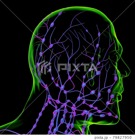 Human Lymph Nodes Anatomy For Medical Concept 3D Rendering Human Lymph Nodes Anatomy For Medical Concept 3D Rendering 79827950