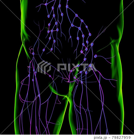 Human Lymph Nodes Anatomy For Medical Concept 3D Rendering 79827959