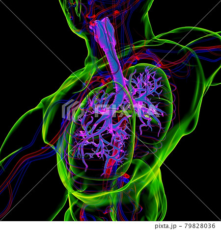 Lungs Human Respiratory System Anatomy For Medical Concept 3D Rendering Lungs Human Respiratory System Anatomy For Medical Concept 3D Rendering 79828036