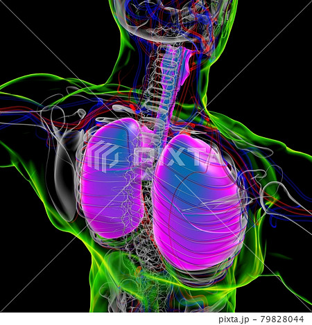 Lungs Human Respiratory System Anatomy For Medical Concept 3D Rendering Lungs Human Respiratory System Anatomy For Medical Concept 3D Rendering 79828044