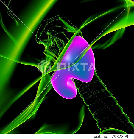 Thyroid Gland Anatomy For Medical Concept 3D Thyroid Gland Anatomy For Medical Concept 3D 79828096