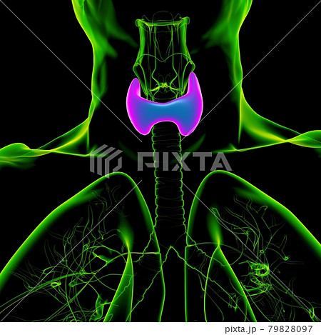 Thyroid Gland Anatomy For Medical Concept 3D Thyroid Gland Anatomy For Medical Concept 3D 79828097