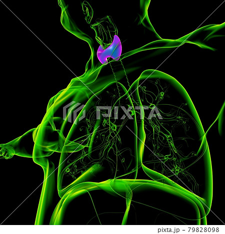 Thyroid Gland Anatomy For Medical Concept 3D Thyroid Gland Anatomy For Medical Concept 3D 79828098