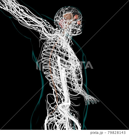 Human Brain inner parts Anatomy For Medical Concept 3D Human Brain inner parts Anatomy For Medical Concept 3D 79828143