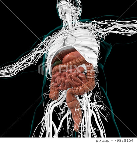 Human Digestive System Anatomy For Medical Concept 3D 79828154