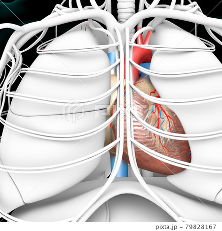 Human Heart Anatomy For Medical Concept 3D Rendering Human Heart Anatomy For Medical Concept 3D Rendering 79828167