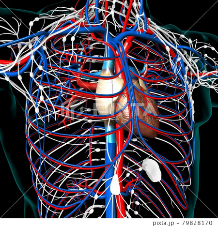 Human Heart With Circulatory System Anatomy For Medical Concept 3D Rendering Human Heart With Circulatory System Anatomy For Medical Concept 3D Rendering 79828170