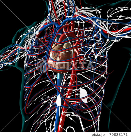 Human Heart With Circulatory System Anatomy For Medical Concept 3D Rendering 79828171