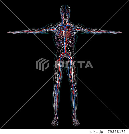 Human Heart With Circulatory System Anatomy For Medical Concept 3D Human Heart With Circulatory System Anatomy For Medical Concept 3D 79828175