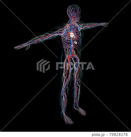 Human Heart With Circulatory System Anatomy For Medical Concept 3D 79828178