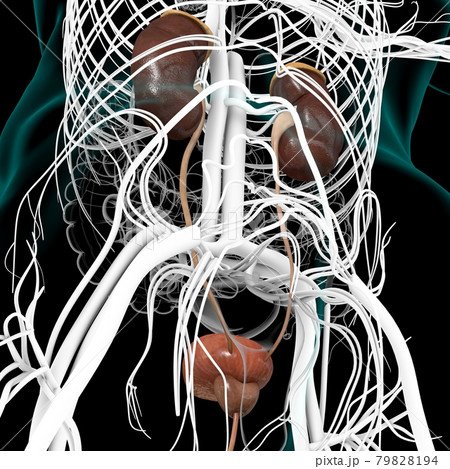 Human Urinary System Kidneys with Bladder Anatomy For Medical Concept 3D Human Urinary System Kidneys with Bladder Anatomy For Medical Concept 3D 79828194