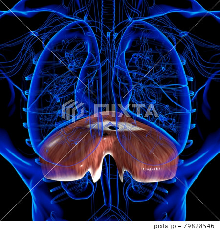 Diaphragm Human Respiratory System Anatomy For Medical Concept 3D Rendering 79828546