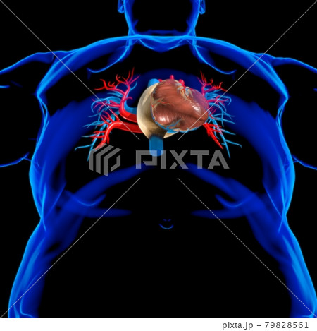 Human Heart Anatomy For Medical Concept 3D Rendering Human Heart Anatomy For Medical Concept 3D Rendering 79828561