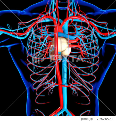 Human Heart With Circulatory System Anatomy For Medical Concept 3D 79828571