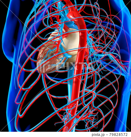 Human Heart With Circulatory System Anatomy For Medical Concept 3D 79828572