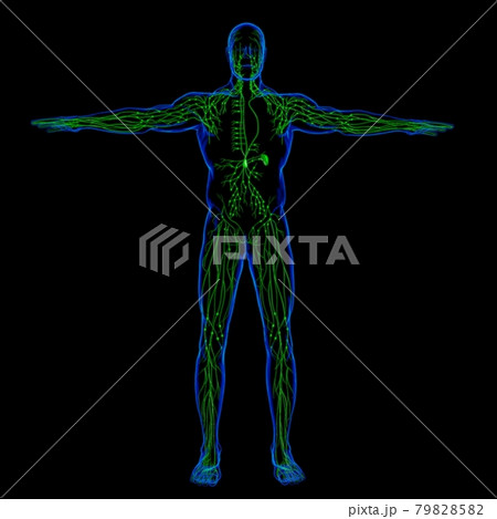 Human Lymph Nodes Anatomy For Medical Concept 3D Rendering 79828582