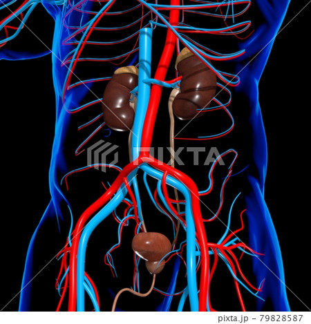 Human Urinary System Kidneys with Bladder Anatomy For Medical Concept 3D Rendering Human Urinary System Kidneys with Bladder Anatomy For Medical Concept 3D Rendering 79828587